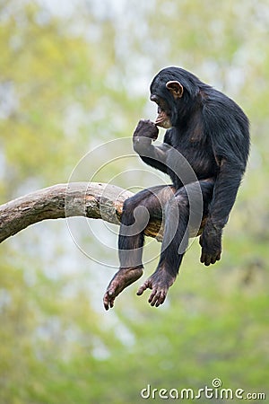 Chimpanzee XIII Stock Photo