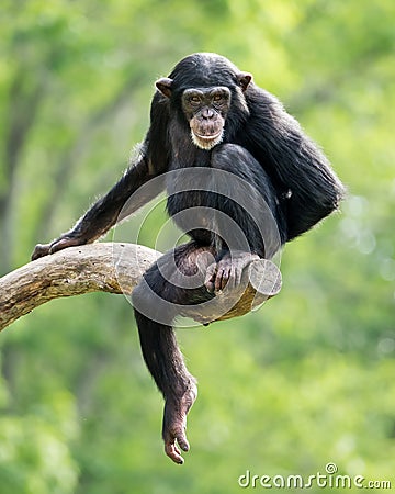 Chimpanzee XXIII Stock Photo