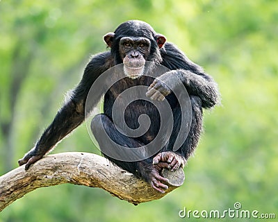 Chimpanzee XXVI Stock Photo