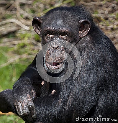 Chimpanzee - Zambia Stock Photo