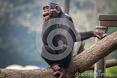 Chimpanzee at a zoo - portrait closeup shot. Stock Photo