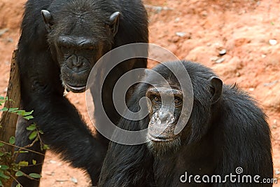 Chimpanzees Stock Photo