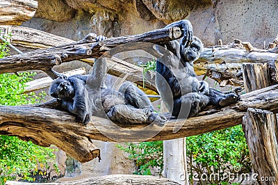 Chimpanzees, chim monkeys in Loro Parque, Tenerife, Canary Islands Stock Photo