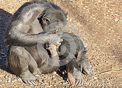Chimpazee mother and baby Stock Photo