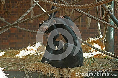 Chimps playing Stock Photo