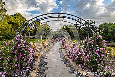 China Changchun Children`s Park landscape and blooming roses Stock Photo