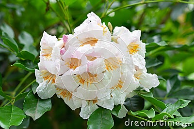 China doll flower or radermachera sinica Stock Photo