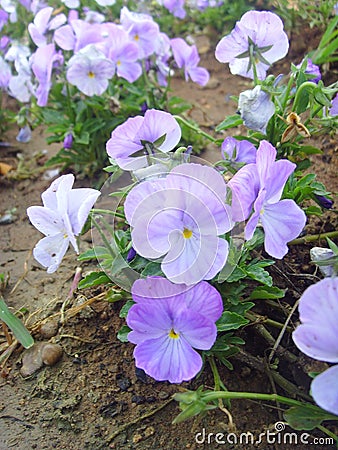 China Jinzhou International Horticultural Expositionï¼flower Stock Photo