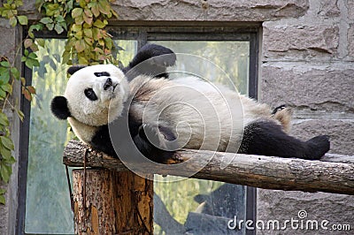 China. Panda at Beijing Zoo Stock Photo