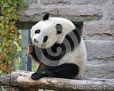 China. Panda at Beijing Zoo Stock Photo