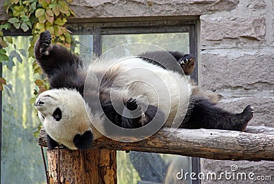 China. Panda at Beijing Zoo Stock Photo