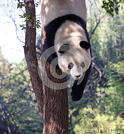 China. Panda at Beijing Zoo Stock Photo