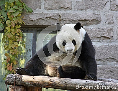 China. Panda at Beijing Zoo Stock Photo