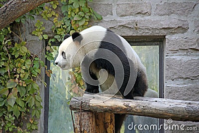 China. Panda at Beijing Zoo Stock Photo