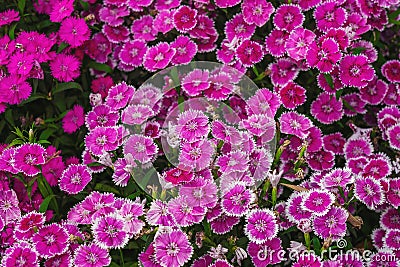 China Pink or Rainbow Pink Flowers Stock Photo