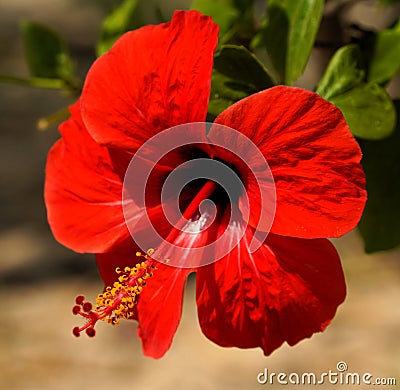 china Rose Stock Photo