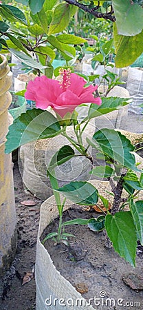 China Rose. Narayanganj Bangladesh. 30/08/2020 5.00pm Stock Photo