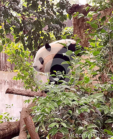 China Sichuan Chengdu Research Base Chubby Giant Panda Cub Day Dreaming Outdoor Panda Natural Green Bamboo Forest baby pandas Editorial Stock Photo