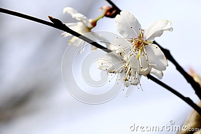 This is China South pear flower. Stock Photo