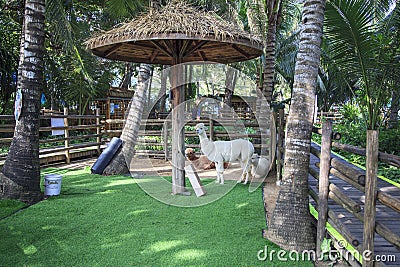 China, Wuzhizhou Island - December 2, 2018: Wuzhizhou Island. Park decoration, The llama, Lama domesticated South American Editorial Stock Photo