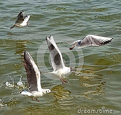 China Yunnan Kunming Tien Lake Dianchi Flying Wild Seagulls Feeding Sunny Blue Sky Birds Ocean Red-billed Gulls Nature Stock Photo