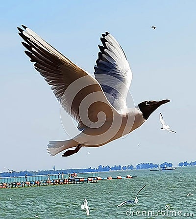 China Yunnan Kunming Tien Lake Dianchi Flying Wild Seagulls Feeding Sunny Blue Sky Birds Ocean Red-billed Gulls Nature Stock Photo