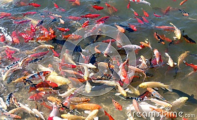 China Yunnan Lijiang Eternal Love Songcheng Paradise Theme Park Koi Fish Goldfish Fishes Pond Nature Lake Seaside Beach Riverside Stock Photo