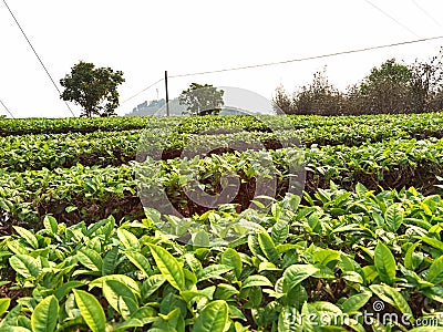 China Yunnan Tea Plantation Pu`er chinese tea farm Puerh cha crops raw organic wild green leaves fresh harvest food shortage Stock Photo
