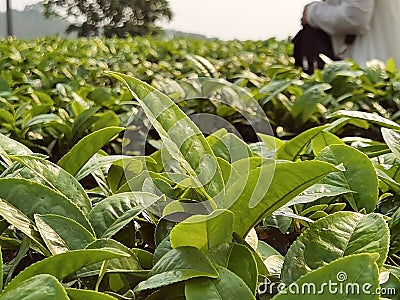 China Yunnan Tea Plantation Pu`er chinese tea farm Puerh cha crops raw organic wild green leaves fresh harvest food shortage Stock Photo