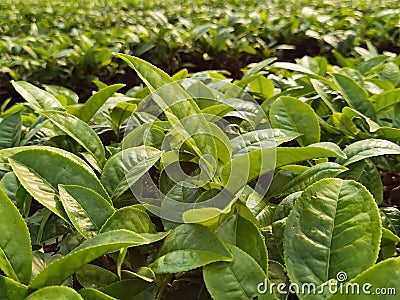 China Yunnan Tea Plantation Pu`er chinese tea farm Puerh cha crops raw organic wild green leaves fresh harvest food shortage Stock Photo