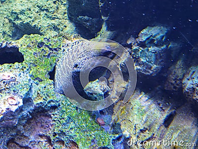 China Zhuhai Hengqin Chimelong Ocean Kingdom Moray Eels Tropical Fish Tank Live Coral Reef Sea World Aquarium Marine Life Scenery Stock Photo