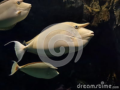 China Zhuhai Hengqin Chimelong Ocean Kingdom Unicorn Fish Tropical Fishes Live Coral Reef Sea World Aquarium Marine Life Scenery Stock Photo