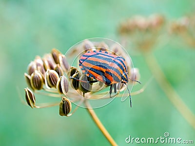 Chinch (Graphosoma lineatum). Stock Photo