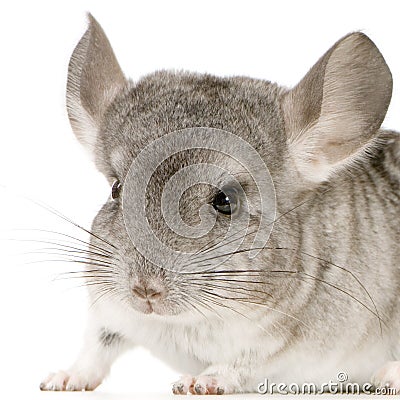 Chinchilla Stock Photo