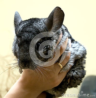 Chinchilla Stock Photo