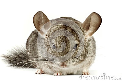 Chinchilla Stock Photo