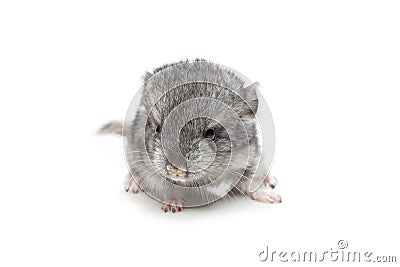 Chinchilla baby isolated over white background Stock Photo