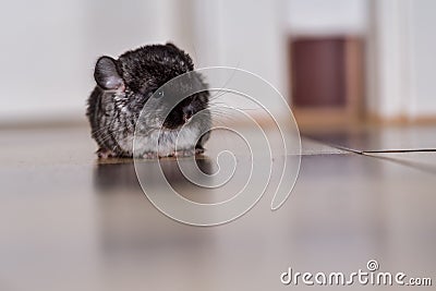 Chinchilla Baby Kids Stock Photo