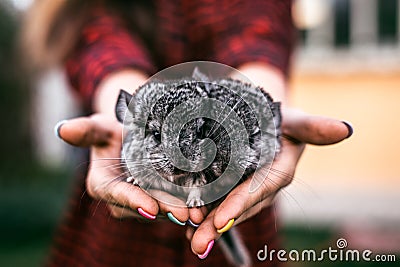 Chinchilla Baby Kids sitting on your hands Stock Photo