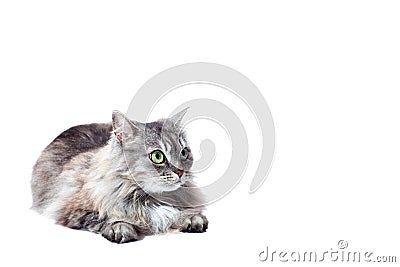 Chinchilla cat fluffy striped gray lies and looking. Stock Photo