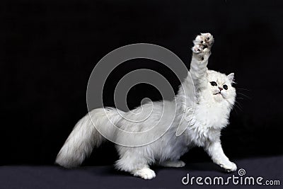 Chinchilla Persian Domestic Cat, Cat playing agaisnt Black Background Stock Photo