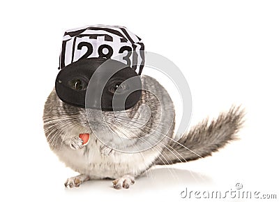 Chinchilla theif Stock Photo