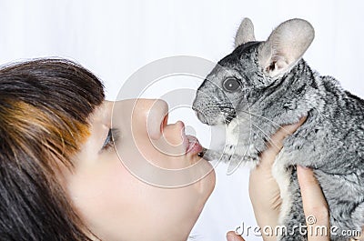 Chinchilla with young woman Stock Photo