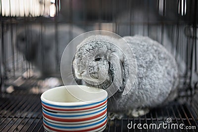 Chinchla Holland Lop is eating the rabbid food. Stock Photo