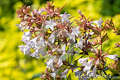 Chinese abelia abelia chinensis flowers Stock Photo