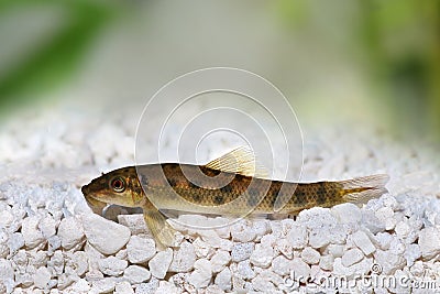 Chinese algae eater catfish Stock Photo