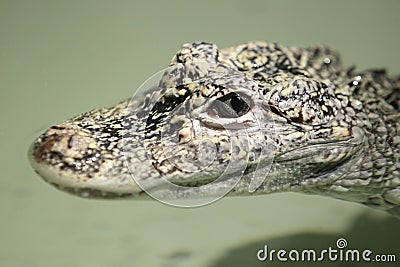 Chinese alligator Stock Photo