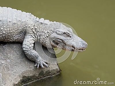 Chinese alligator sleeping on rock above water Stock Photo