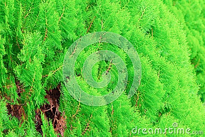 Chinese Arborvitae, Leaves of pine tree select focus with shallow depth of field Scientific Name Thuja Orientali. Stock Photo