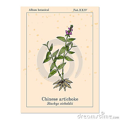 Chinese artichoke stachys sieboldii , eatable and medicinal plant. Vector Illustration